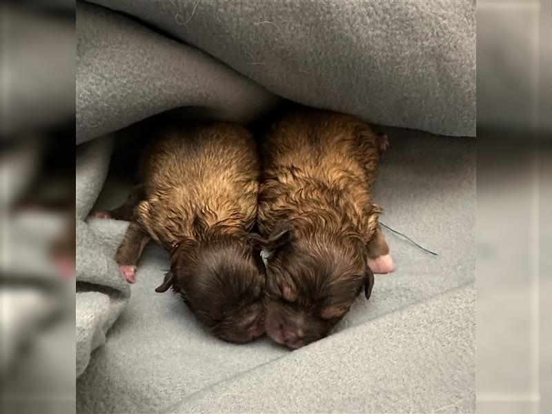 Pomeranian Boo Welpen sind geboren