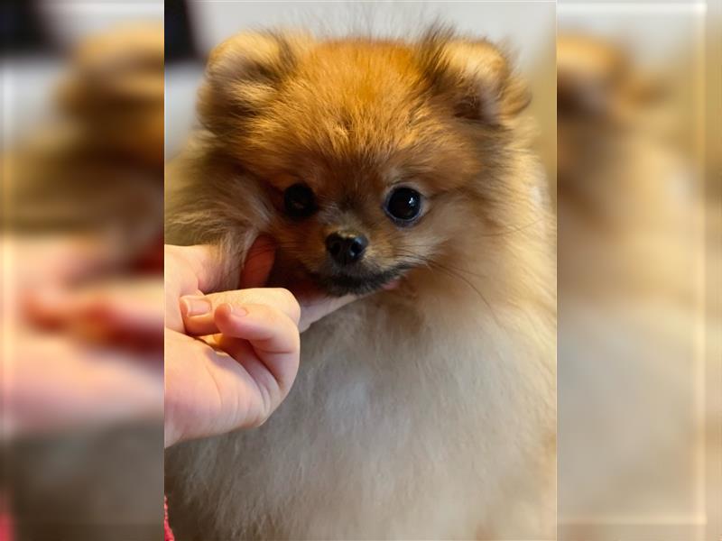 Süße Pomeranian Zwergspitze 1jährig suchen tolles Zuhause