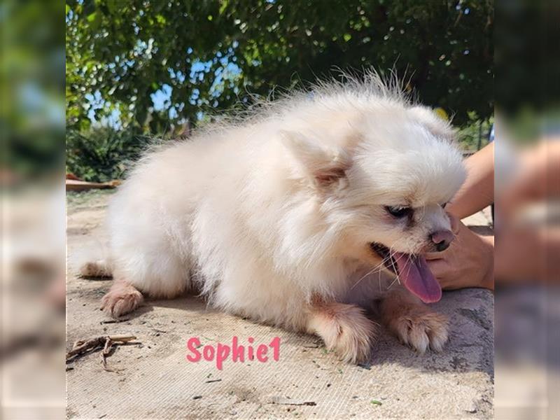 Sophie1 07/2014 (ESP Pflegestelle) - soziale und fröhliche, kleine Pomeranian Zwergspitz Hündin!