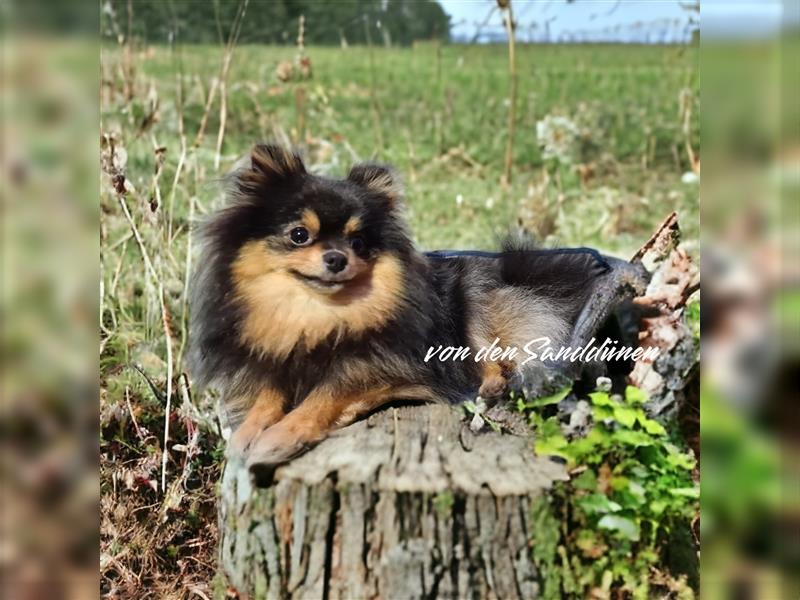 Pomeranian Zwergspitzwelpen