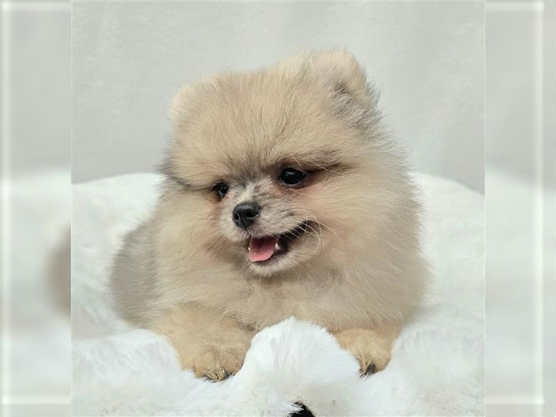 Pomeranian Zwergspitzwelpen