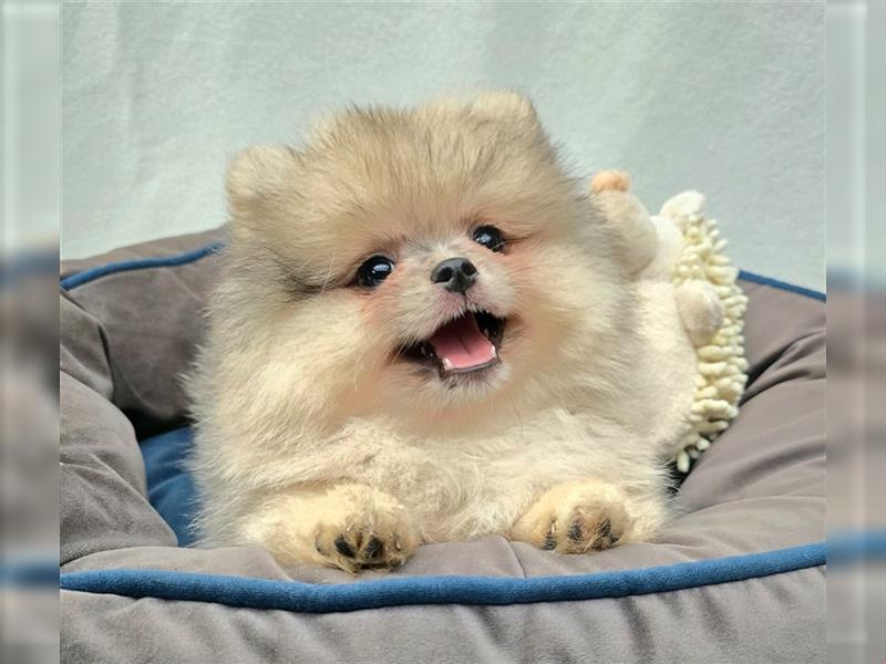 Pomeranian Zwergspitzwelpen