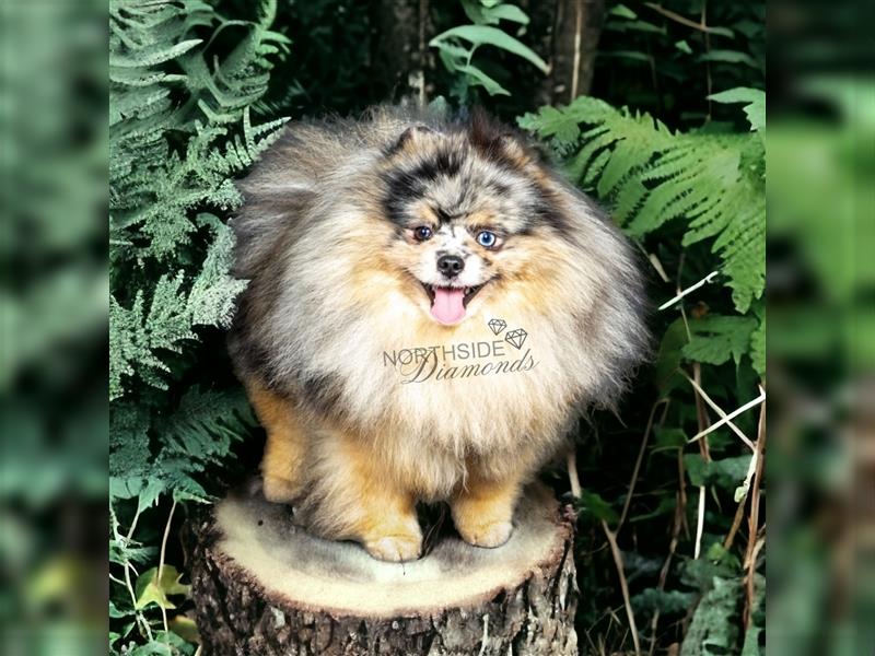 Pomeranian Zwergspitzwelpen