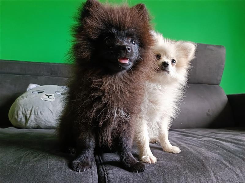 Pomeranian Zwergspitz Welpen