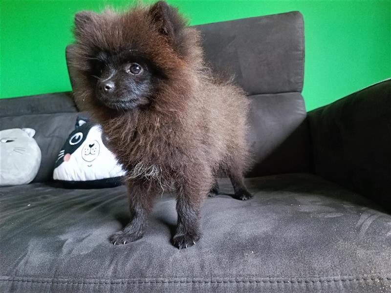 Pomeranian Zwergspitz Welpen