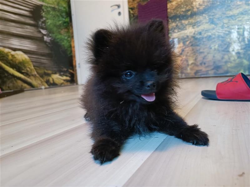 Pomeranian Zwergspitz Welpen