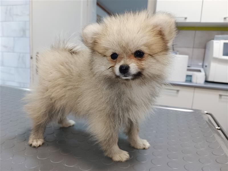 Pomeranian Zwergspitz Welpen