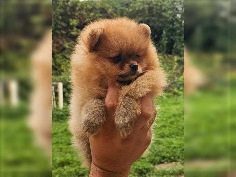 Pomeranian Boo Zwergspitz