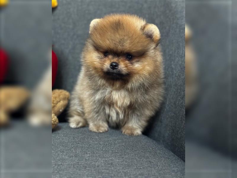 Pomeranian Boo Zwergspitz