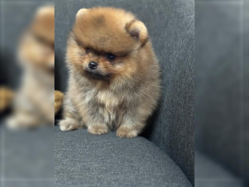 Pomeranian Boo Zwergspitz