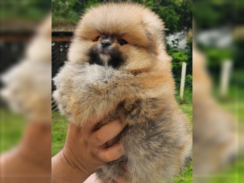 Pomeranian Boo Zwergspitz