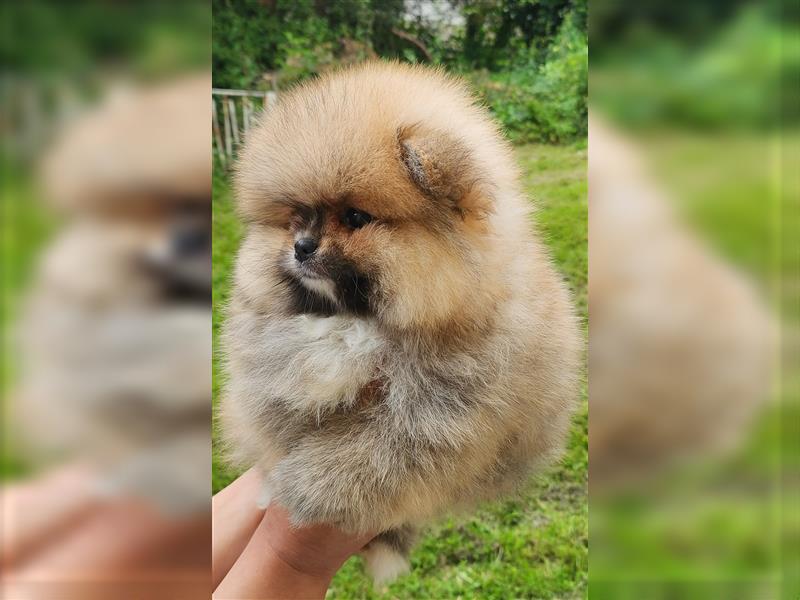 Pomeranian Boo Zwergspitz