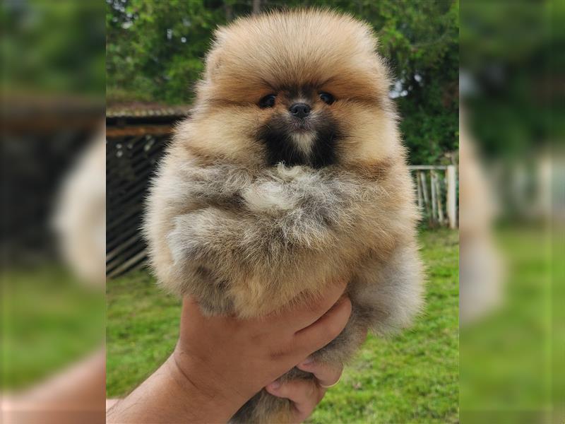 Pomeranian Boo Zwergspitz