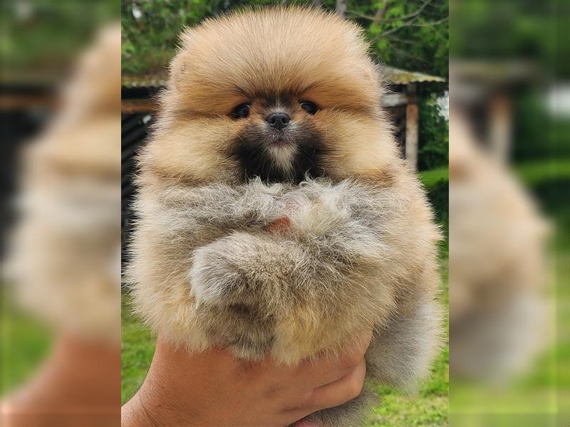 Pomeranian Boo Zwergspitz