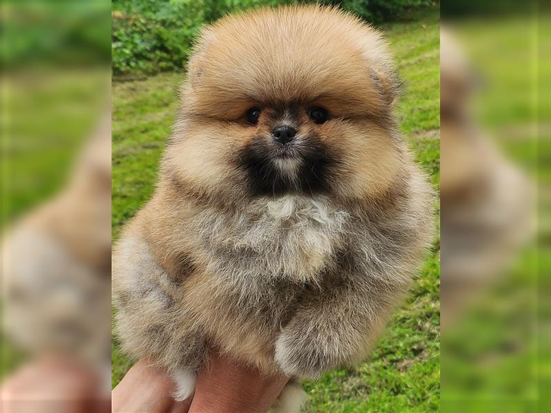 Pomeranian Boo Zwergspitz