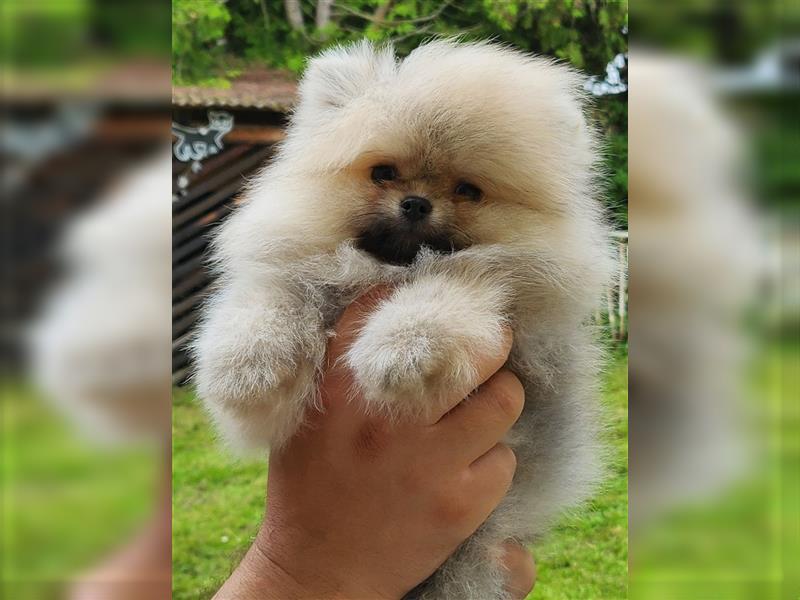 Pomeranian Boo Zwergspitz