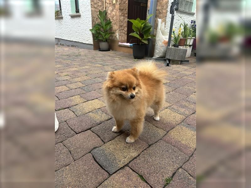 Zwergspitz Pomeranian