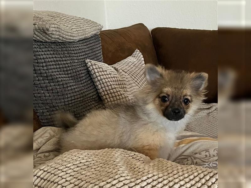 Pommeranian / Pomeranian Weibchen