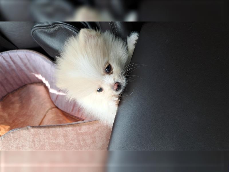 Pomeranian Baby