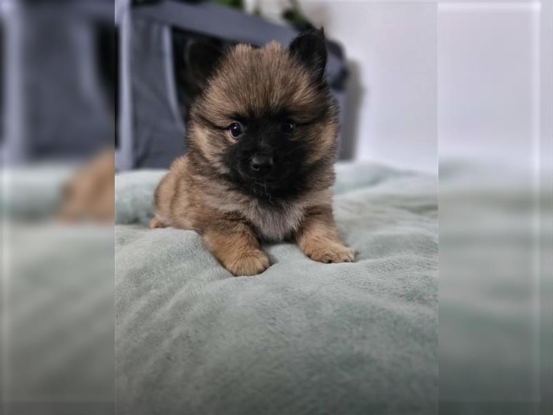 Pomeranian/Yorki Mix