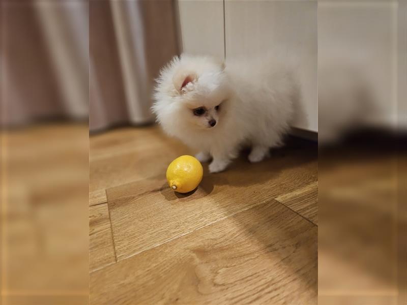 Zwergspitz Pomeranian Welpen