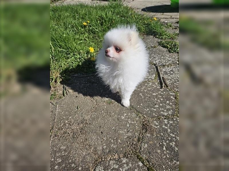 Zwergspitz Pomeranian Welpen