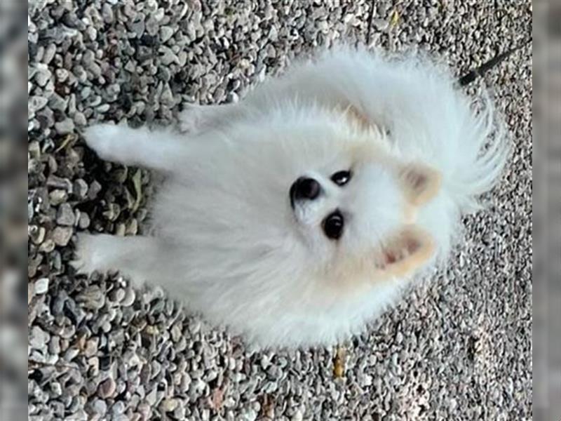 Zwergspitz Pomeranian Welpen