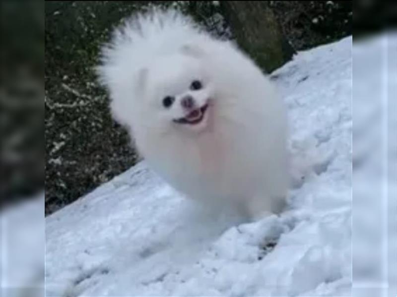 Zwergspitz Pomeranian Welpen