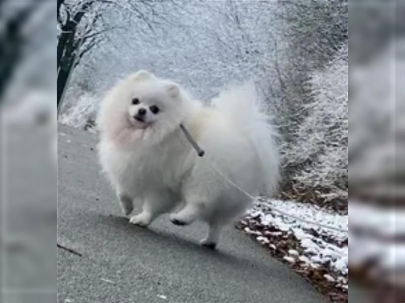 Zwergspitz Pomeranian Welpen