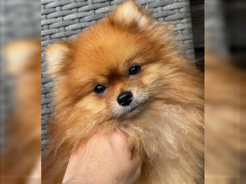 Hübscher Pomeranian Rüde sucht Zuhause