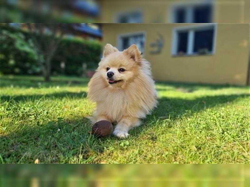 Zwergspitz Pomeranian