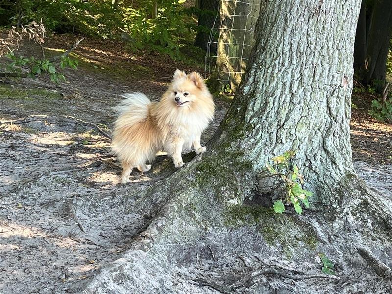 Zwergspitz Pomeranian