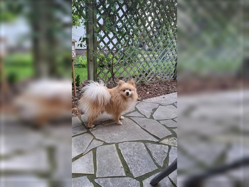 Zwergspitz Pomeranian