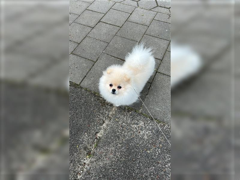 Pomeranian Deckrüde (6M, geschlechtsreif) Weiß