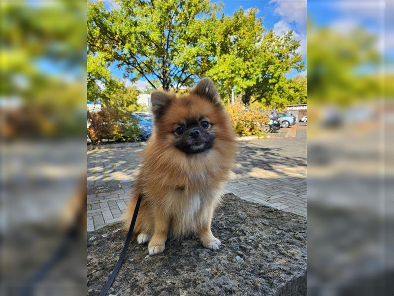 Pomeranian Zwergspitz