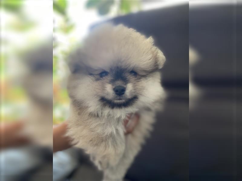 Pomeranian Welpe Deutscher Hobbyzucht (Elterntiere wohnen bei uns)