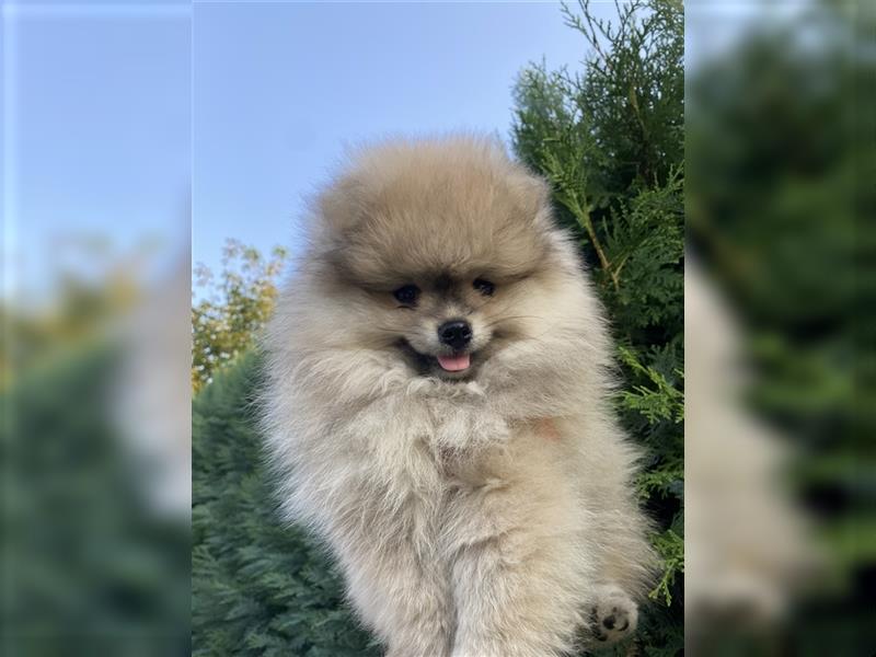 Pomeranian Welpe Deutscher Hobbyzucht (Elterntiere wohnen bei uns)