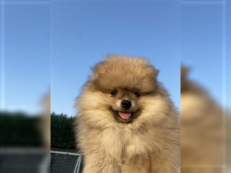 Pomeranian Welpe Deutscher Hobbyzucht (Elterntiere wohnen bei uns)