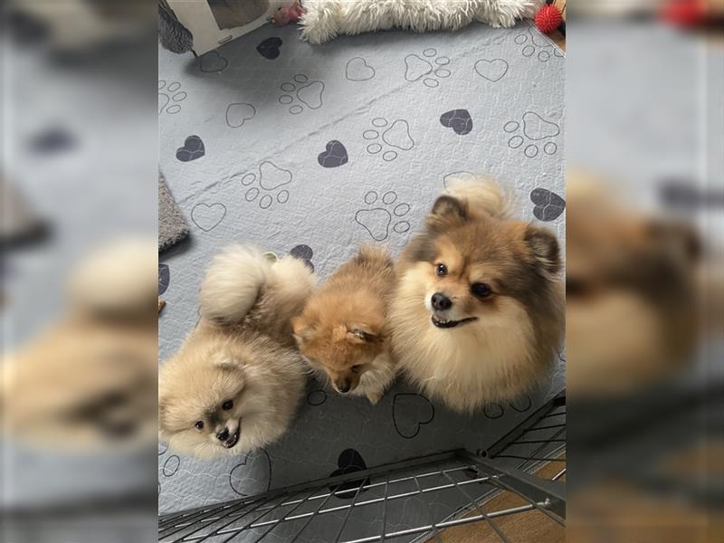 Pomeranian Welpe Deutscher Hobbyzucht (Elterntiere wohnen bei uns)