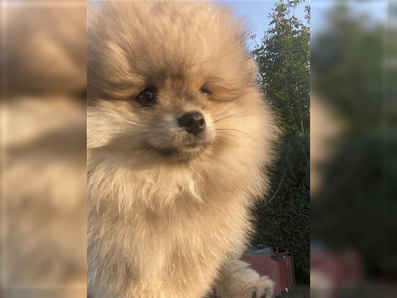 Pomeranian Welpe Deutscher Hobbyzucht (Elterntiere wohnen bei uns)