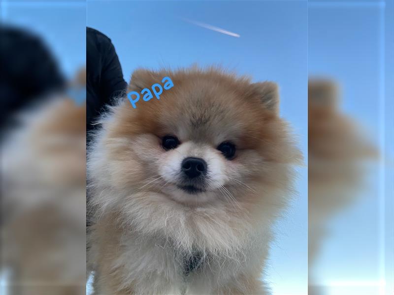 Pomeranian Welpe Deutscher Hobbyzucht (Elterntiere wohnen bei uns)