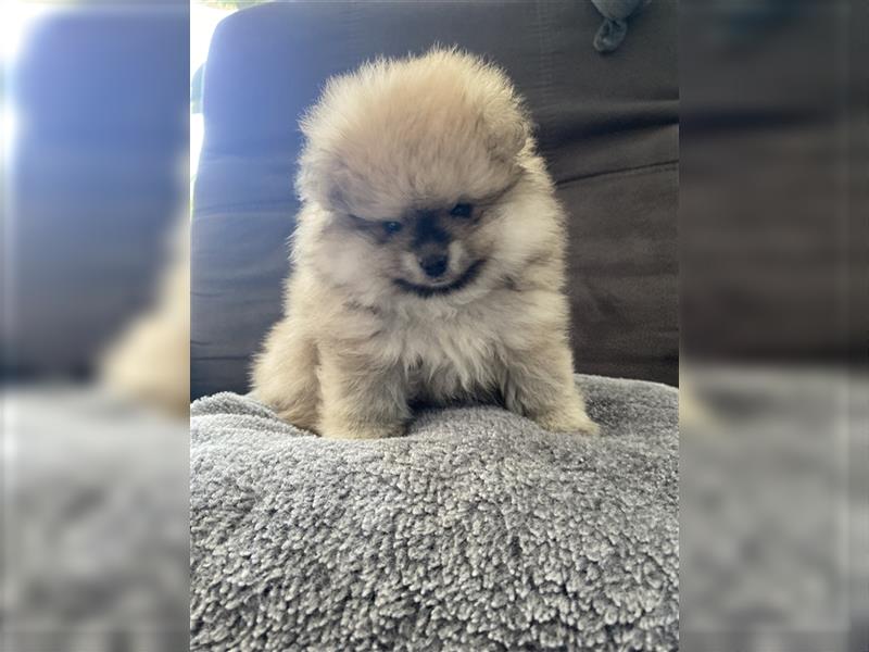 Pomeranian Welpe Deutscher Hobbyzucht (Elterntiere wohnen bei uns)