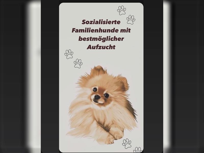 Pomeranian Welpe Deutscher Hobbyzucht (Elterntiere wohnen bei uns)