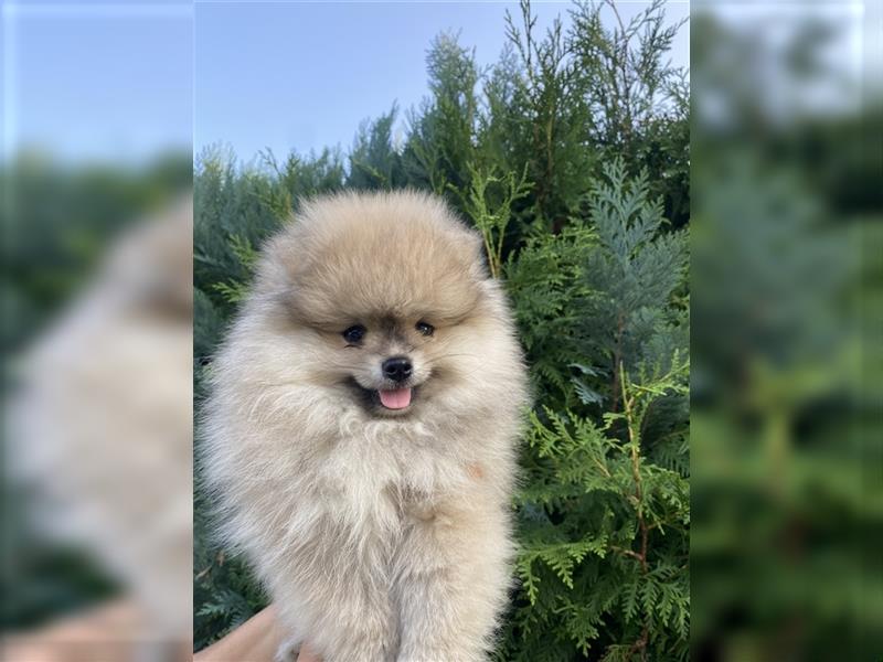 Pomeranian Welpe Deutscher Hobbyzucht (Elterntiere wohnen bei uns)