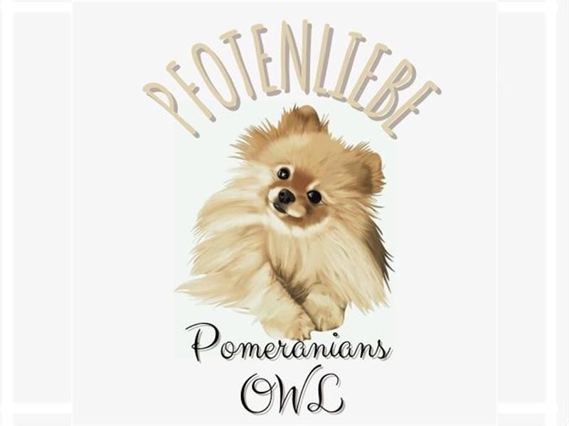 Pomeranian Zwergspitz DECKRÜDE