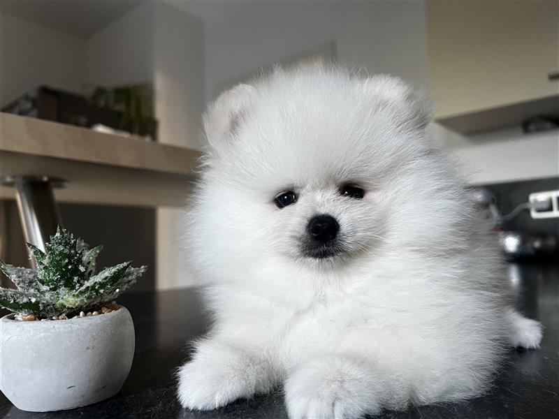 Pomeranian Welpen Boo Typ