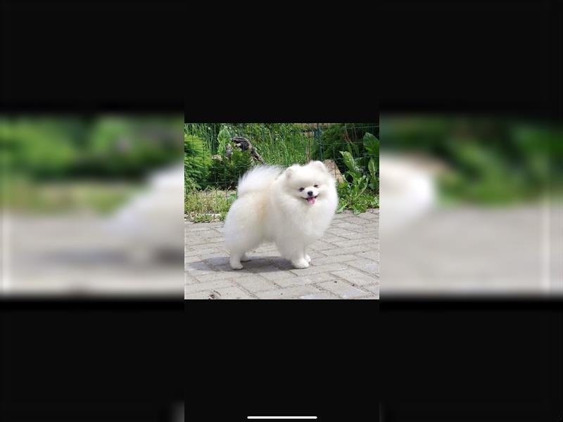 Pomeranian Welpen Boo Typ