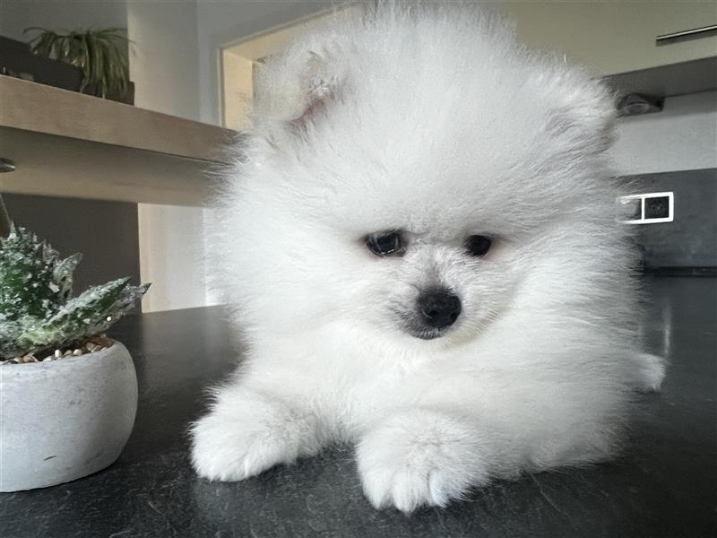 Pomeranian Welpen Boo Typ