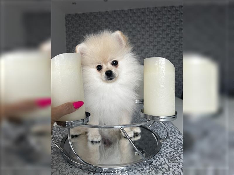 Pomeranian Welpen Boo Typ