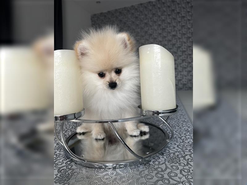 Pomeranian Welpen Boo Typ